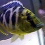 freshwater fish - nimbochromis venustus - venustus cichlid stocking in 55 gallons tank - Giraffe Cichlid Nimbochromis Venustus