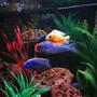 freshwater fish - cyrtocara moorii - blue dolphin cichlid stocking in 75 gallons tank - (Left to right) Venustus, Electric Blue, Blue Dolphin, Dragonblood Peacock.