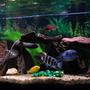 freshwater fish - cyphotilapia frontosa - frontosa cichlid stocking in 75 gallons tank - ( Left to right) Back end of Marble Peacock, Zebra Obliquidens, Acei, Electric Yellow, Red Top Zebra, Jacobfrebiergi, Frontosa, Blue Dolphin, Venustus, Demasoni.