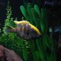 freshwater fish - nimbochromis venustus - venustus cichlid stocking in 75 gallons tank - My Venustus. The leader and the biggest my tank.