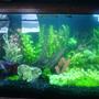 fish tank picture - Left