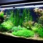 77 gallons planted tank (mostly live plants and fish) - 77 gallon Amazon Tank