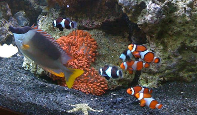 saltwater fish - siganus magnifica - magnificent foxface stocking in 144 gallons tank - Clowns, Anemone and Foxface