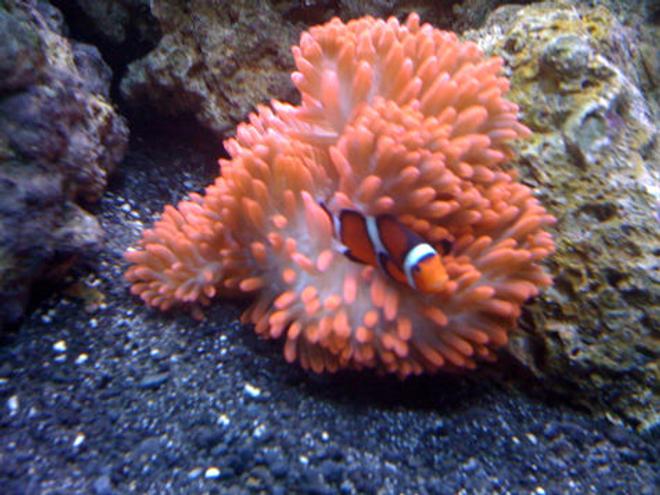 corals inverts - entacmaea quadricolor - rose bulb anemone stocking in 144 gallons tank - Clown in Rose Bubble Anemone