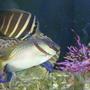 saltwater fish - siganus virgatus - two barred rabbitfish stocking in 144 gallons tank - Scribbled Rabbitfish, Sailfin Tang, and Purple Seafan