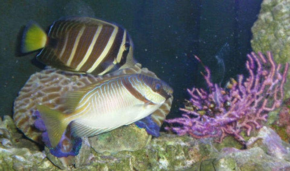 saltwater fish - siganus virgatus - two barred rabbitfish stocking in 144 gallons tank - Scribbled Rabbitfish, Sailfin Tang, and Purple Seafan