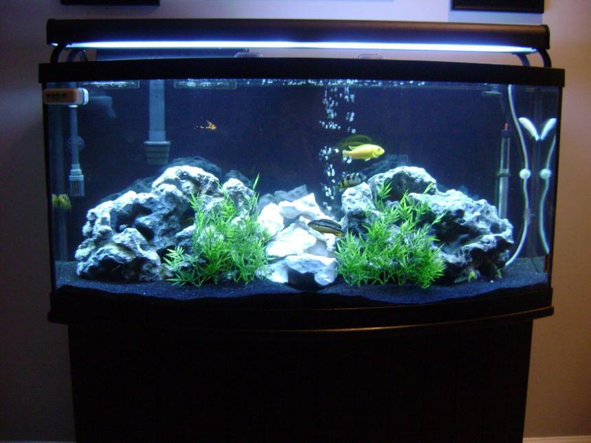 Rated #25: 72 Gallons Freshwater Fish Tank - 72 Gallon African Cichlid Tank.