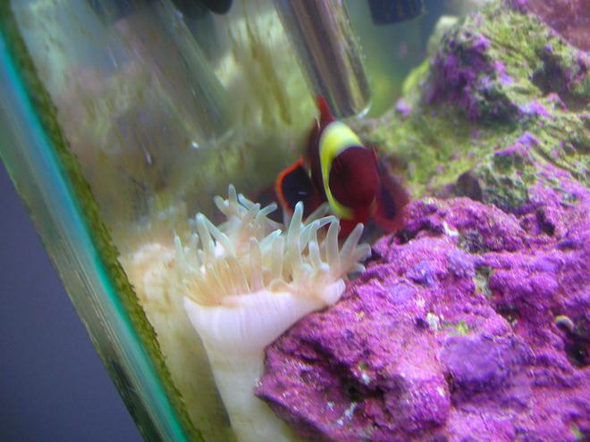 saltwater fish - premnas biaculeatus - yellowstripe maroon clownfish stocking in 125 gallons tank - maroon clown