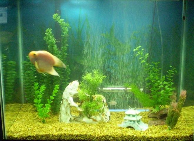 56 gallons freshwater fish tank (mostly fish and non-living decorations) - Older pic of my tank