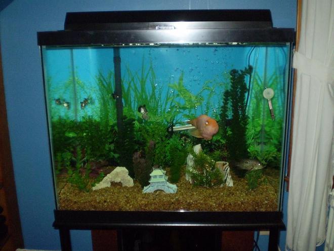 56 gallons freshwater fish tank (mostly fish and non-living decorations) - circa summer