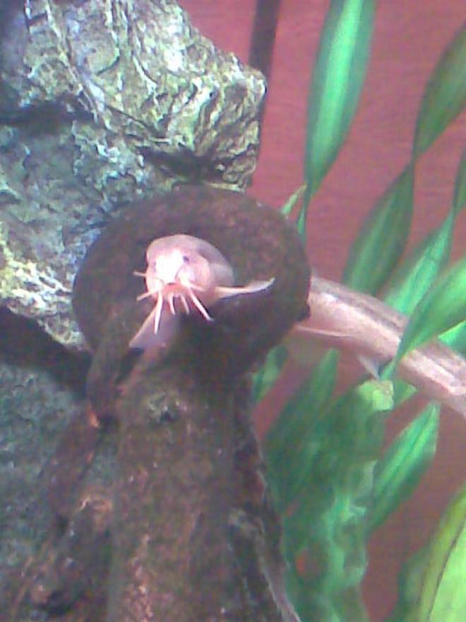 freshwater fish - misgurnus anguillicaudatus - gold dojo loach stocking in 36 gallons tank - this is my weather loach erkima wigglesquish in a cheeky pose! sadly he passed away :( he was 7 years old.