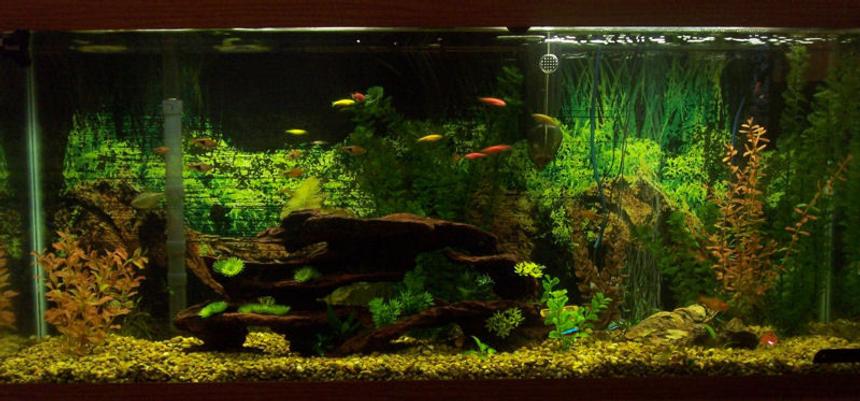 Rated #105: 55 Gallons Freshwater Fish Tank - 55g Community Aquarium