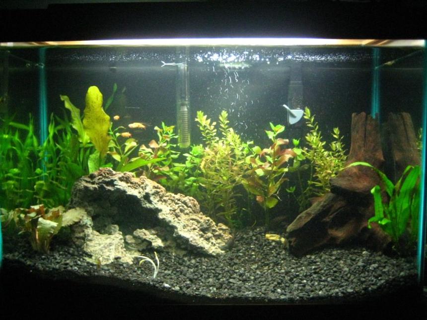 Rated #145: 29 Gallons Planted Tank - 29 Gallon first planted tank.