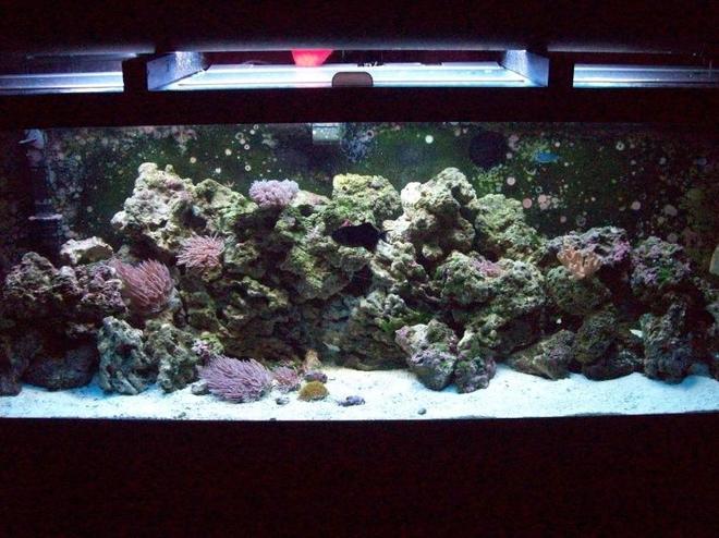 125 gallons reef tank (mostly live coral and fish) - 125 Gallon Salt/Reef Tank 6'L/18"D/23"T
150Lbs Live Fiji Rock 100Lbs Live Sand
Power Compact Light,Fluval403,Penguin BioWheel 350,Sea Clone Skimmer,Koralia 3's,Magnum Titanium heater.
11 Fish,Soft Corals,Hard Corals,Invert