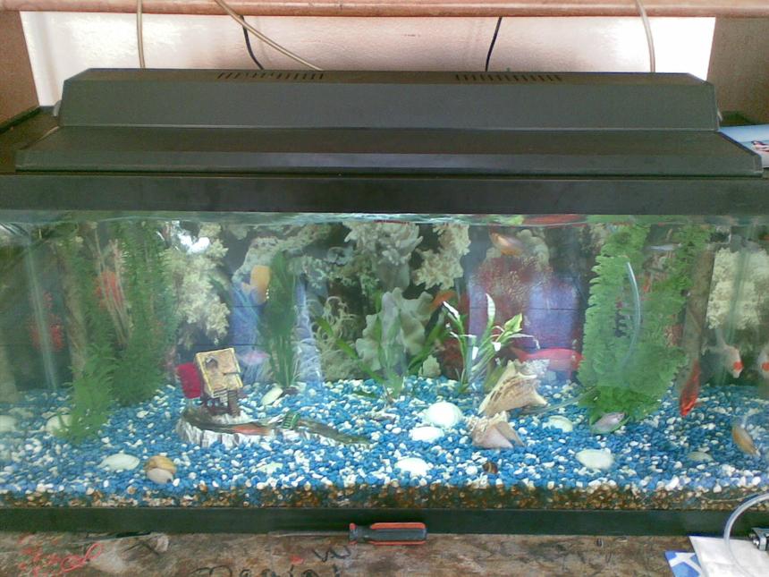 Rated #4090: 60 Gallons Freshwater Fish Tank - How my setup looked on July.  You'll mostly see carps and my goldfish.