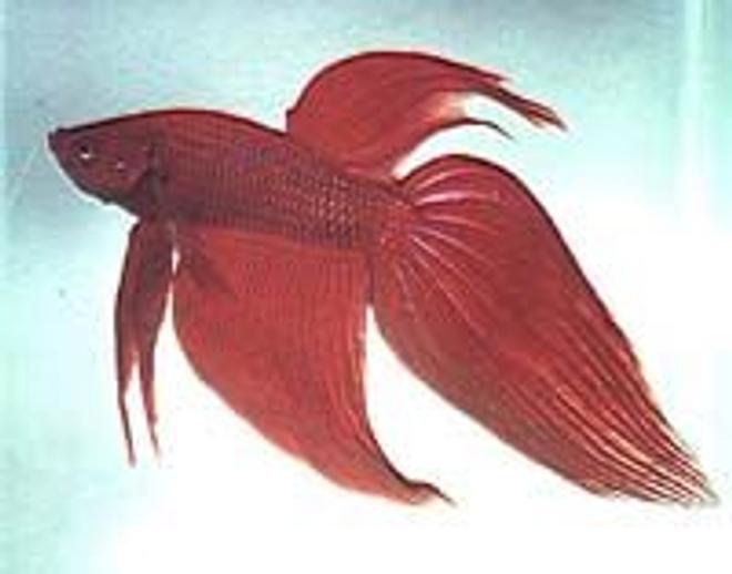 freshwater fish - betta splendens - betta - male stocking in 3 gallons tank - dfhsd
