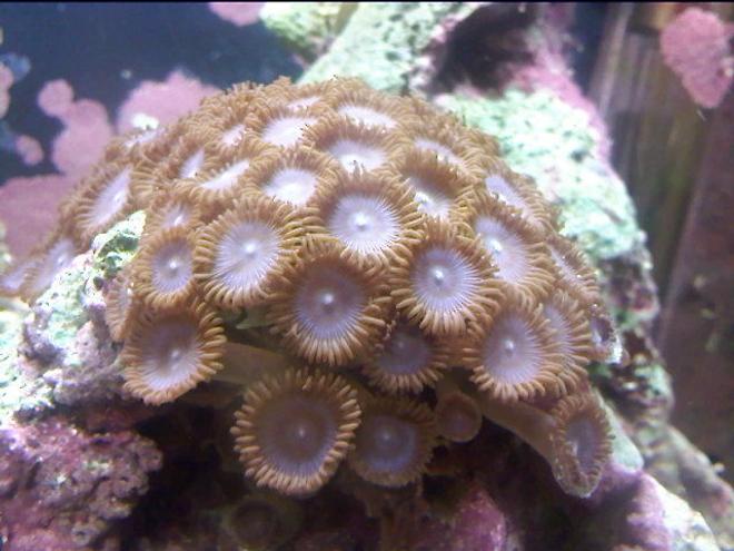 corals inverts - protopalythoa sp. - button polyp stocking in 10 gallons tank - another close up