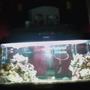 fish tank picture - 40 gallon breeder