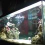 fish tank picture - side view of my 40 gallon reef tank