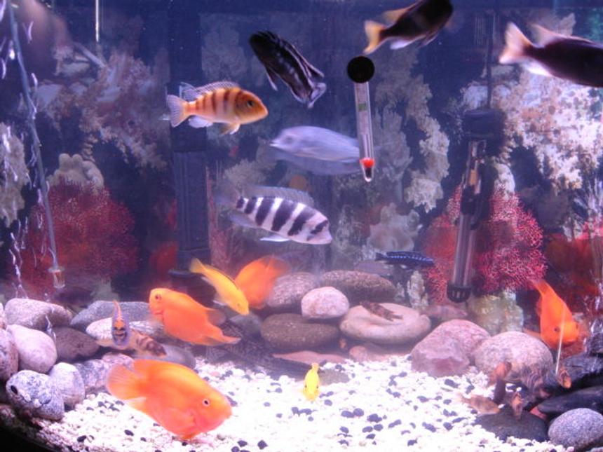 Rated #1497: Freshwater Fish - Cyphotilapia Frontosa - Frontosa Cichlid Stocking In 55 Gallons Tank - My 55 gal bow
