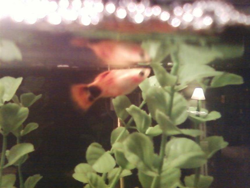 Rated #2454: Freshwater Fish - Xiphophorus Maculatus - Mickey Mouse Platy Stocking In 10 Gallons Tank - One of my platys