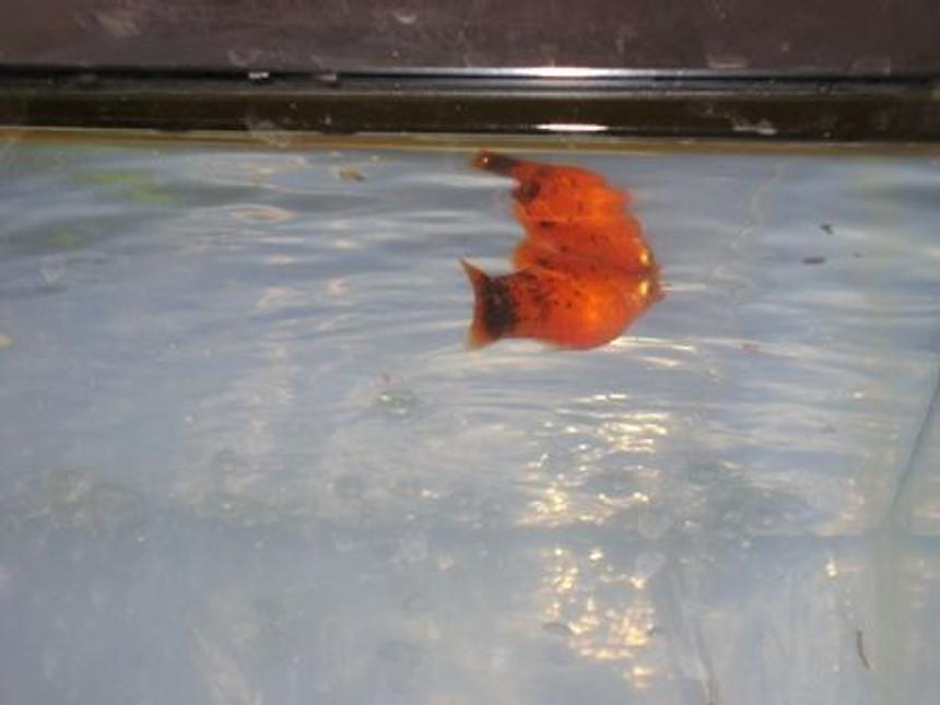 Rated #2432: Freshwater Fish - Xiphophorus Maculatus - Red Wag Platy Stocking In 10 Gallons Tank - My Orange Platy!