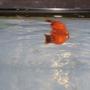 freshwater fish - xiphophorus maculatus - red wag platy stocking in 10 gallons tank - My Orange Platy!