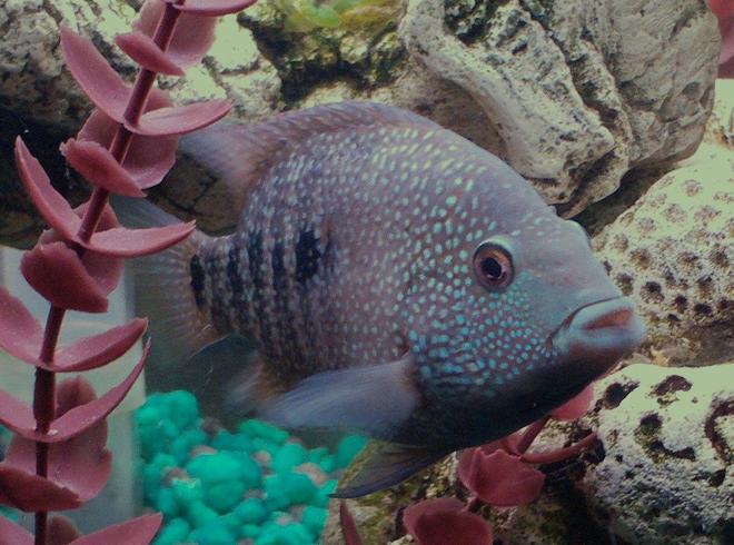 freshwater fish - herichthys cynoguttatus - texas cichlid stocking in 90 gallons tank - Texas Cichlid  Herichthys Cyanoguttatum  aka Jack The Mexicutioner  Don't be fooled by this inoscent pose. This fish has a mean, moody, and nasty disposition similar to my girlfriend. He is around 5 inches long and is the absolute ruler of my tank for now. As he goes so does the tank, although he won't mess with my knife fish or my pleco which is a good thing : ]