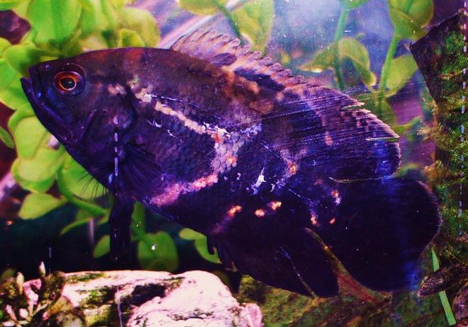 freshwater fish - astronotus ocellatus - tiger oscar stocking in 90 gallons tank - Tiger Oscar aka Soul Sister Little Tiger This fish does what my other 2 oscars do and follows them where they go, and is the least dominant of my 3 oscars.