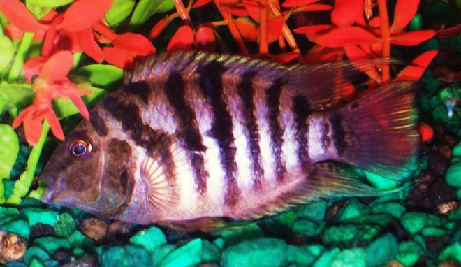 freshwater fish - archocentrus nigrofasciatus - black convict cichlid stocking in 90 gallons tank - Convict Cichlid aka Lee  This is my boy Lee. He will run his mouth and argue with anyone, but is quick and nibble enough to scurry away when the heat comes on.