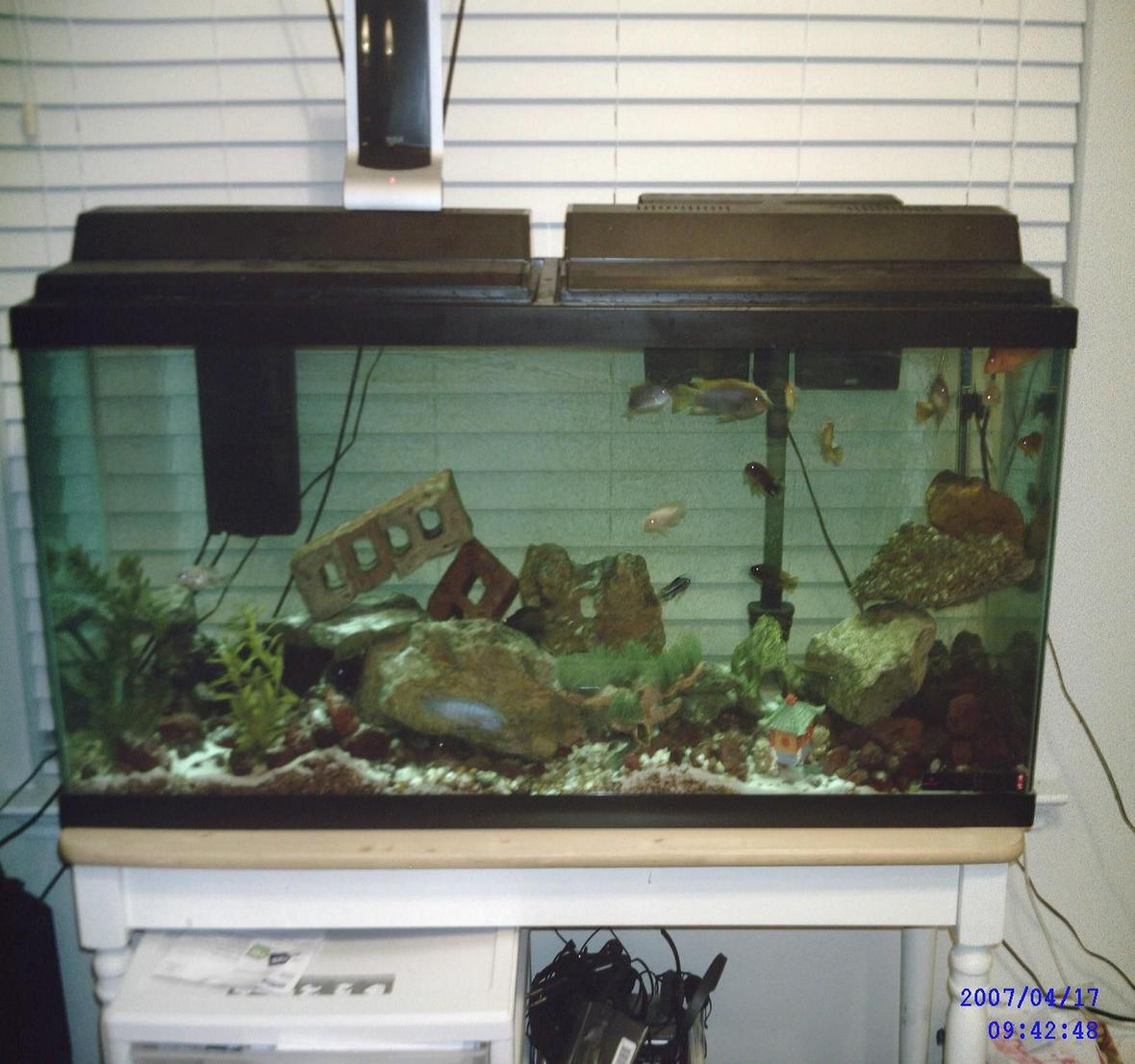 55 gallons freshwater fish tank (mostly fish and non-living decorations) - 55 african - malawi/tanginikan