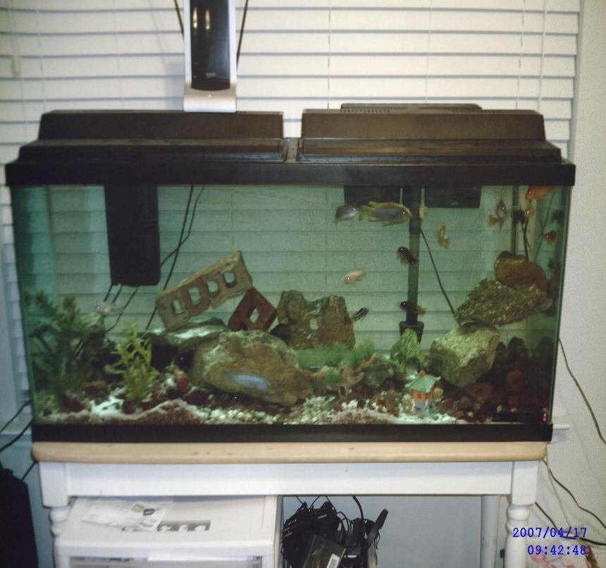 Rated #4086: 55 Gallons Freshwater Fish Tank - 55 african - malawi/tanginikan