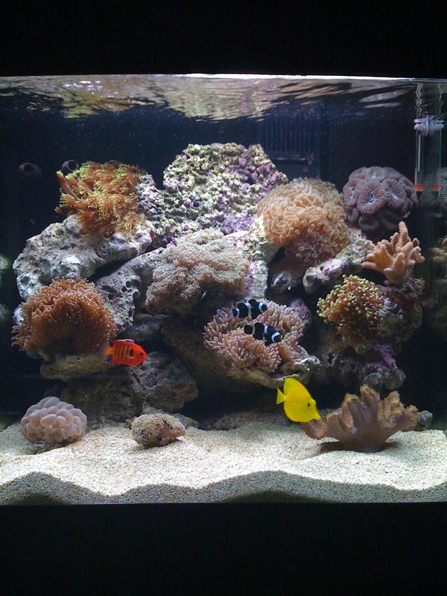 Rated #41: 34 Gallons Reef Tank - 34G Red Sea Max