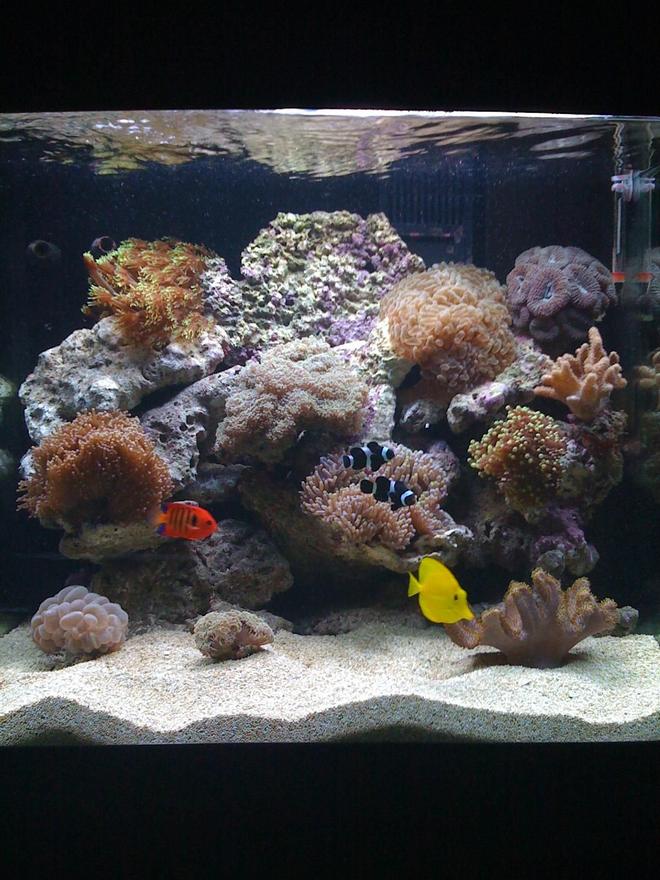 34 gallons reef tank (mostly live coral and fish) - 34G Red Sea Max