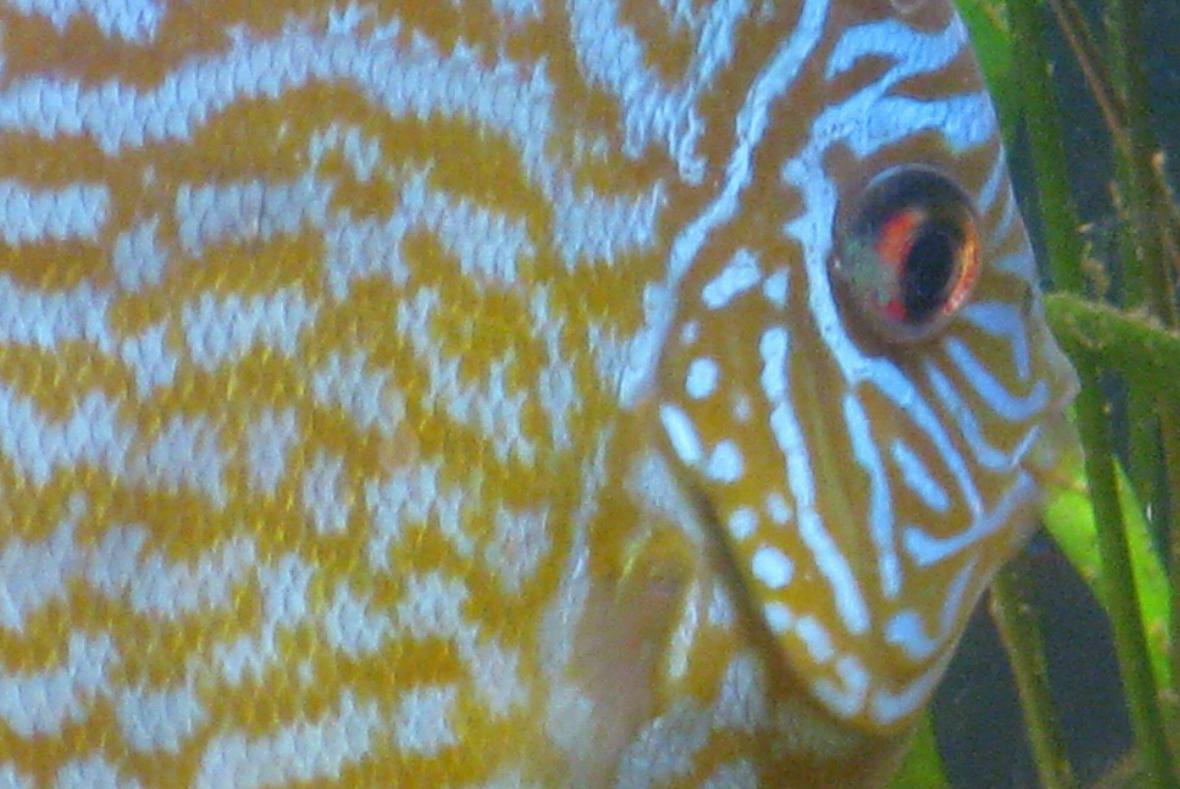 freshwater fish - symphysodon sp. - pigeon blood discus stocking in 135 gallons tank - Discus close-up