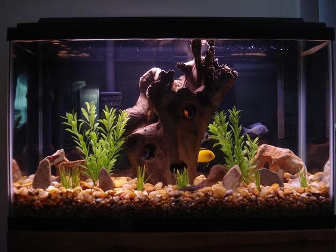 29 gallons freshwater fish tank (mostly fish and non-living decorations) - Cichlid Tank