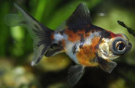freshwater fish - carassius auratus - telescope calico goldfish stocking in 55 gallons tank - 1.5