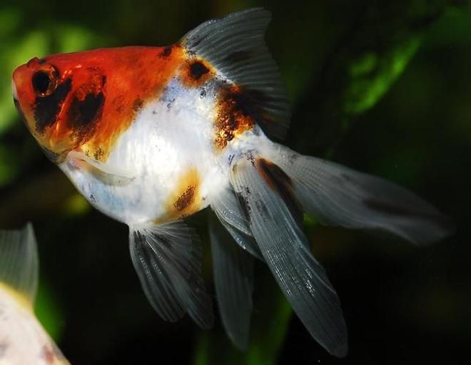freshwater fish - carassius auratus - fantail goldfish, calico stocking in 55 gallons tank - 1.5" Calico Fantail Goldfish
Kept in a 100 gallon tank with other goldfish