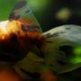 freshwater fish - carassius auratus - fantail goldfish, calico stocking in 55 gallons tank - 2" Calico Goldfish Kept in a 100 gallon tank with other goldfish