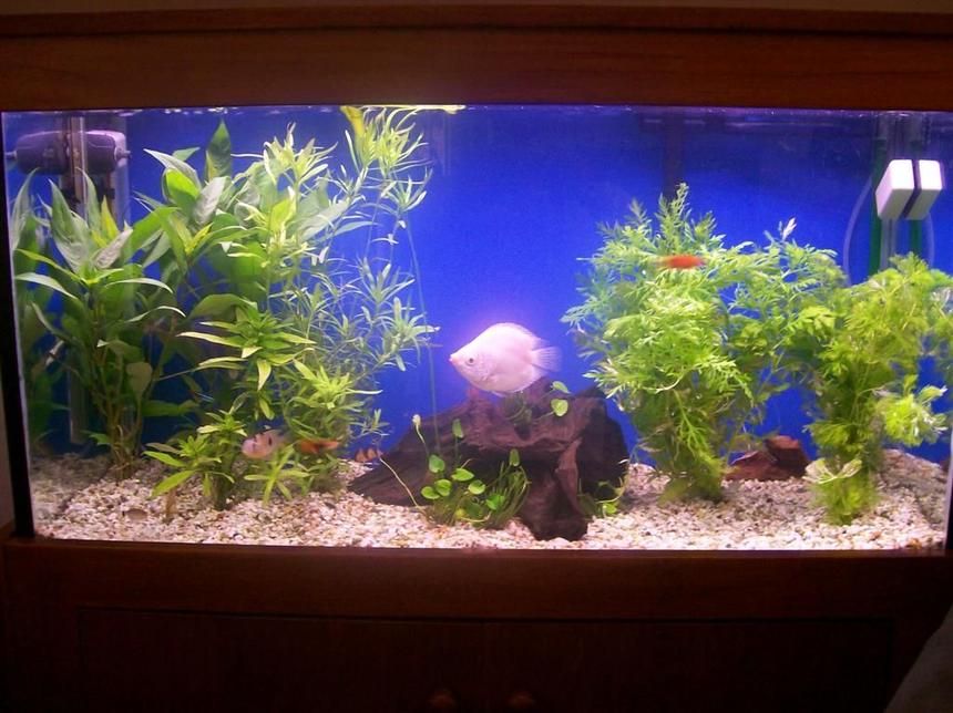 Rated #197: 26 Gallons Planted Tank - Planted 3ft 120 litre/23 gallon tank. Can you identify the white fish in this photo?
