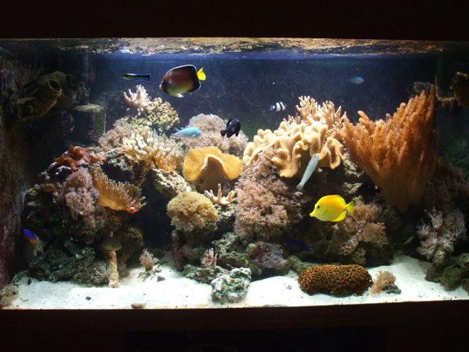 100 gallons reef tank (mostly live coral and fish) - g2