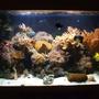 fish tank picture - g3