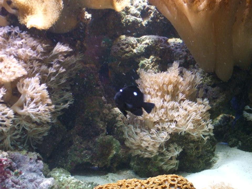 saltwater fish - dascyllus trimaculatus - three spot domino damselfish stocking in 100 gallons tank - g5