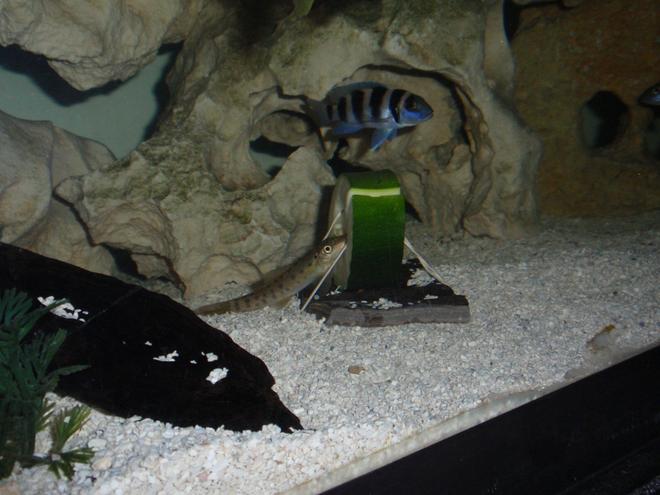 freshwater fish - lamprologus tretacephaleus - tretocephalus cichlid stocking in 90 gallons tank - algae eater and Treta having a little zucchini