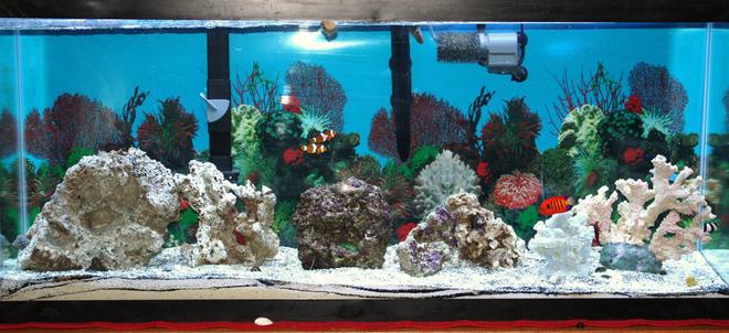 55 gallons saltwater fish tank (mostly fish, little/no live coral) - My new salt 55 gal setup