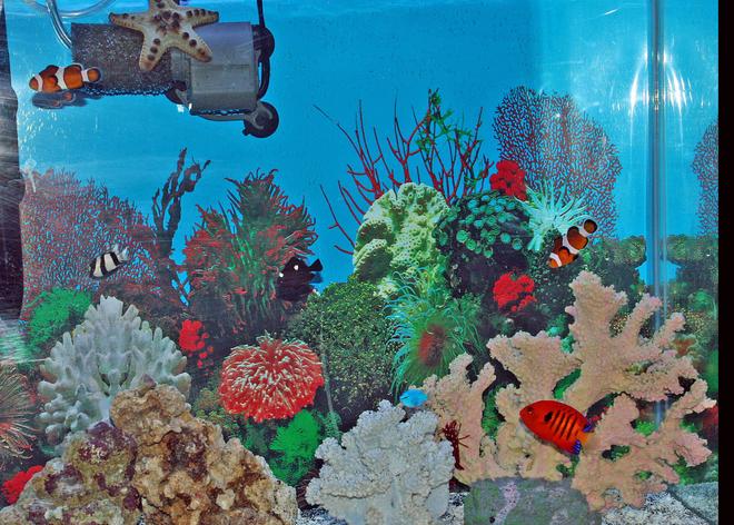 saltwater fish - centropyge loriculus - flame angelfish stocking in 55 gallons tank - my fish