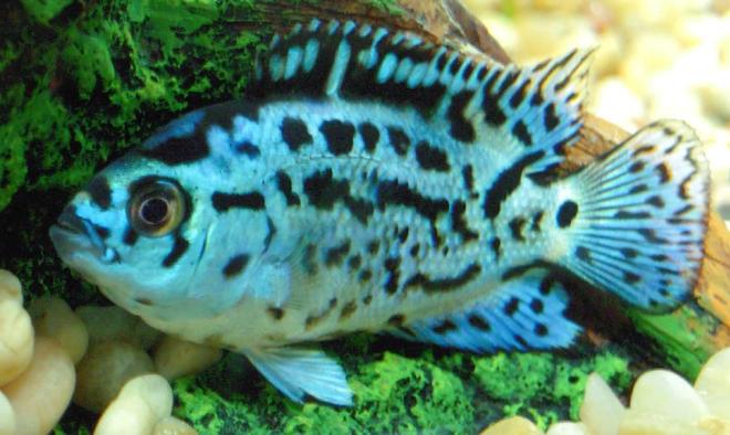 freshwater fish - nandopsis octofasciatum - electric blue jack dempsey stocking in 150 gallons tank - Electric Blue Jack Dempsey