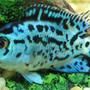 freshwater fish - nandopsis octofasciatum - electric blue jack dempsey stocking in 150 gallons tank - Electric Blue Jack Dempsey