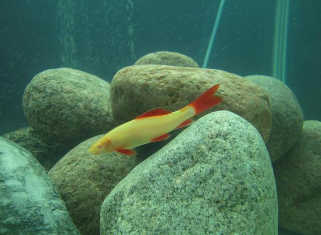 freshwater fish - epalzeorhynchos frenatus - albino rainbow shark stocking in 150 gallons tank - Albino Rainbow Shark