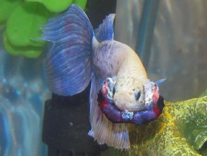 freshwater fish - betta splendens - betta - male stocking in 150 gallons tank - Angry Betta